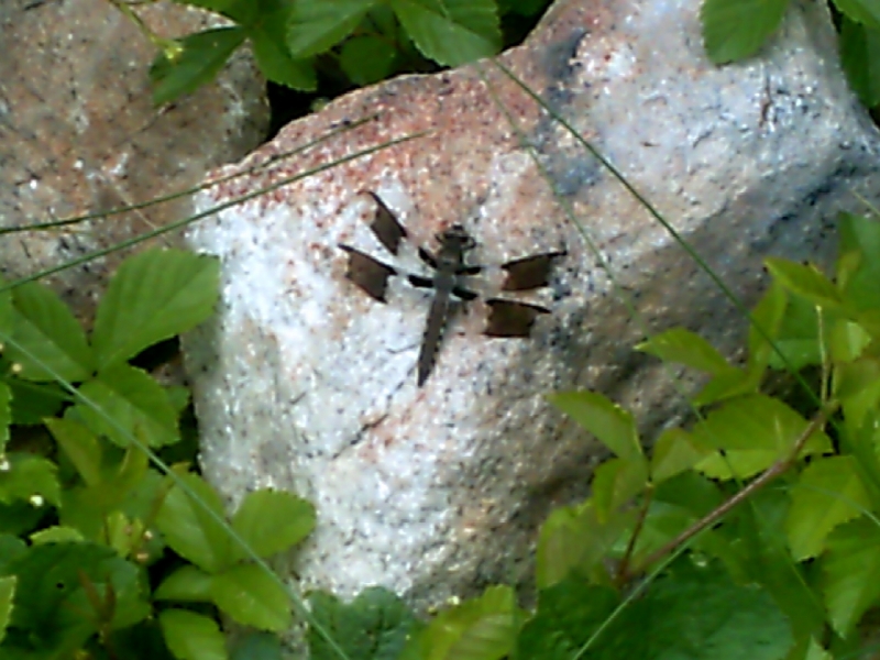 common whitetail dragonfly