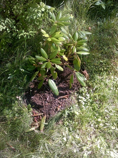 recovering rhododhendron