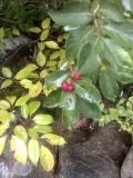 Maybe winterberry? #1